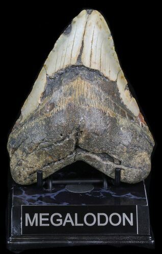 Bargain Megalodon Tooth - North Carolina #41159